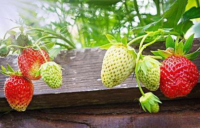 《战地2042》《使命召唤18》双双开启免费试玩和降价促销活动